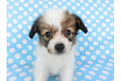 成約済の千葉県のパピヨン-103010の8枚目